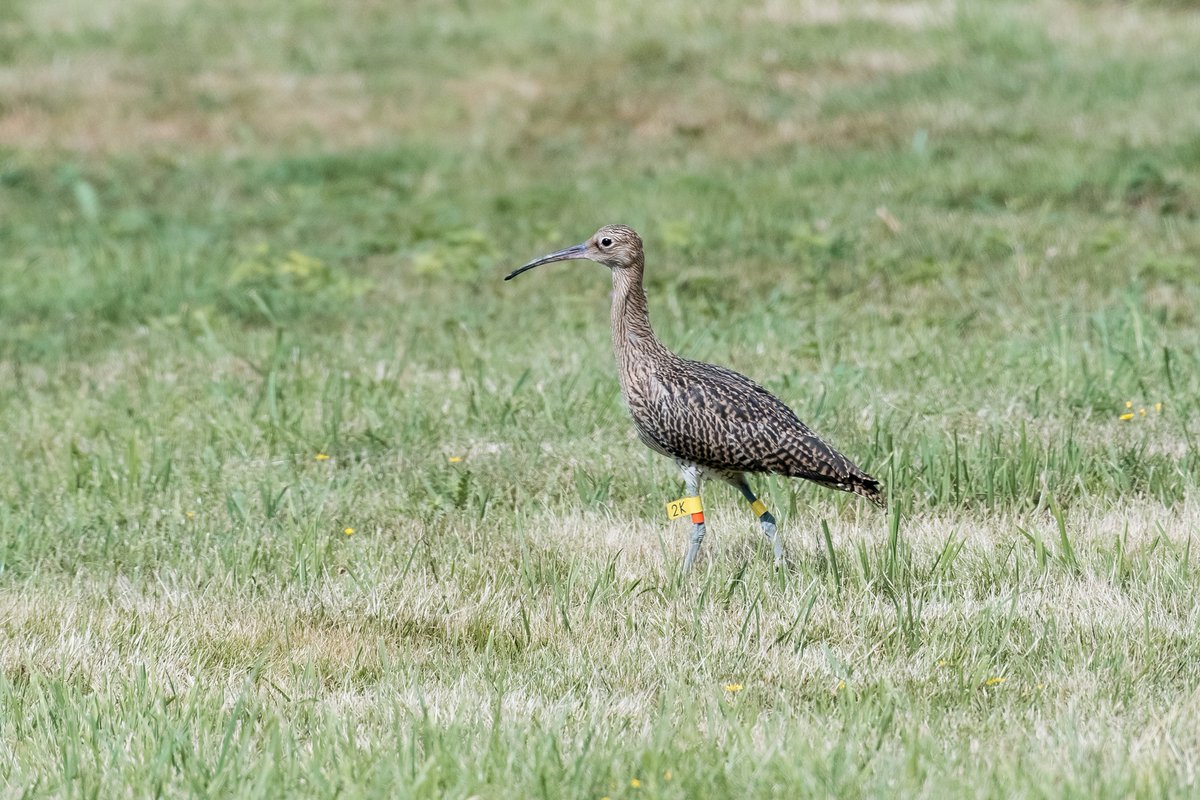 Have you seen this bird? Curlews that were headstarted in 2021, 2022 and 2023 might be returning to Norfolk and surrounds to breed! 😃Please report any Curlews you see with yellow leg flags 👉 curlewrecoveryproject.co.uk/report-a-sight… #Ornithology #BTOScience #Tracking #ConservationScience #Curlew