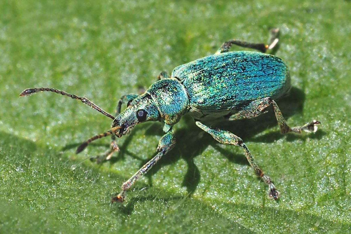 Nettle weevil (Phyllobius pomaceus)? today at Seaton Marshes.@wildeastdevon