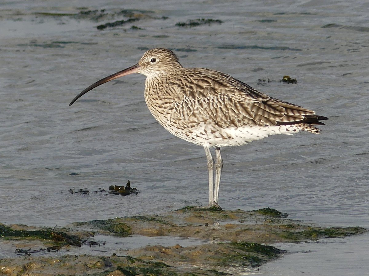 🌍WORLD CURLEW DAY🌍 We are lucky enough to get regular views of Curlews here in Chichester Harbour. But these iconic birds are under threat. Red-listed, their numbers in the UK have declined by 50% in the last 25 years. #WorldCurlewDay