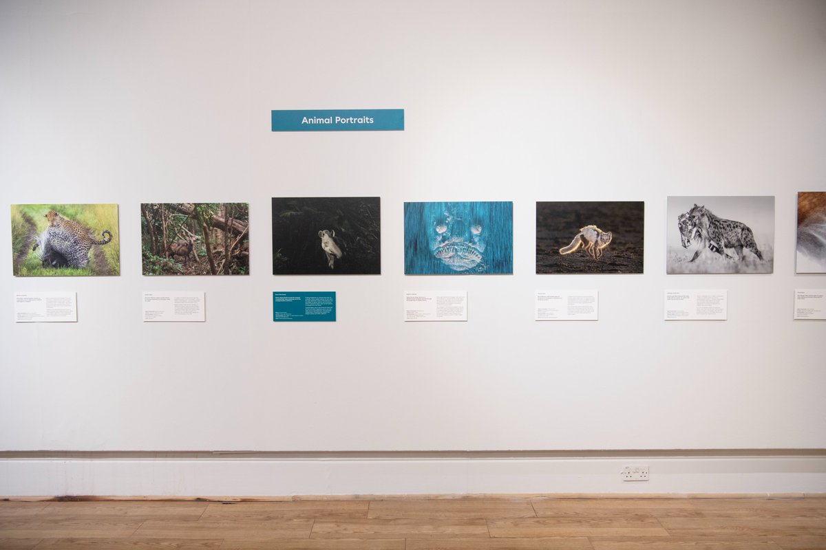 ‘Animal Portraits’ is just one of the categories in Wildlife Photographer of the Year, on loan from @NHM_London. @NHM_WPY is free to visit and you can plan your visit at sunderlandmuseum.org.uk. 📷 Colin Davison