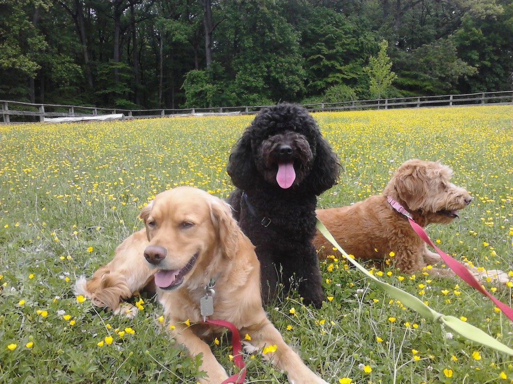 Spring has sprung and the pups are ready to romp through a wildflower wonderland! Join us as we embark on a tail-wagging adventure! 

#dcdogs #georgetowndogs #dogsofgeorgetown #pantandwag #dcwildlife #dogadventures #dogrunner #caninefitness #doghikes