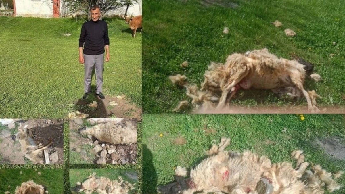 Erzincan’da başıboş sokak köpeklerinin saldırısına uğrayan 7 koyun telef oldu.