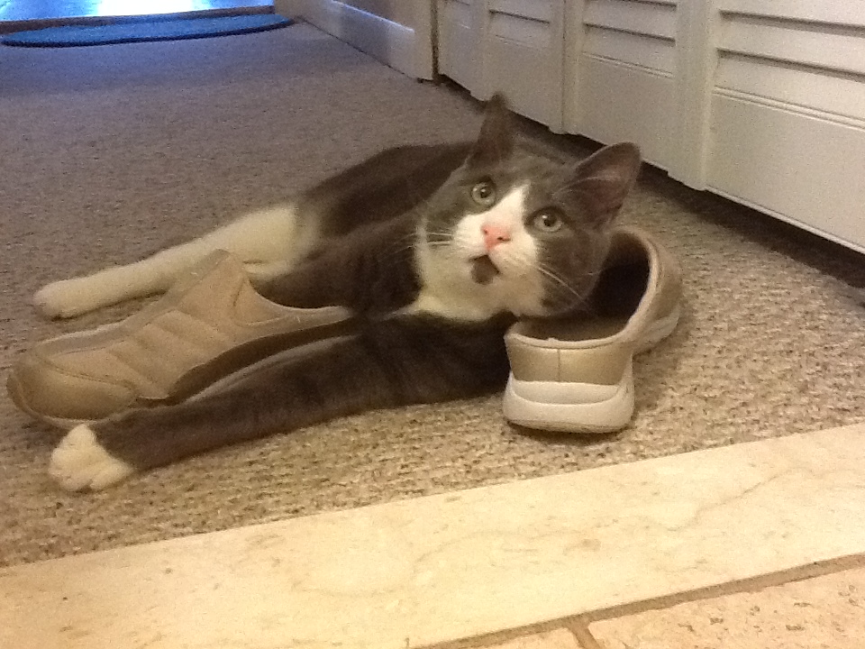 Here on #ThrowbackThursday I used to try and lay on my mom’s shoes😹I was young and silly.  Have a  fun day pals!❤️Teddy (and Maggie) #CatsAreFamily,  #tuxedo,  #AdoptDontShop,  #BeKindAlways,
#Purrsday, #catsOnX 😽😻🐈‍⬛🐾🐶🐕