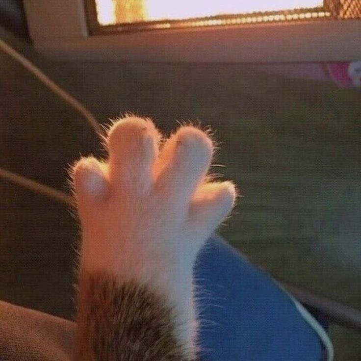 he has paws😭😭😭my little meow meow