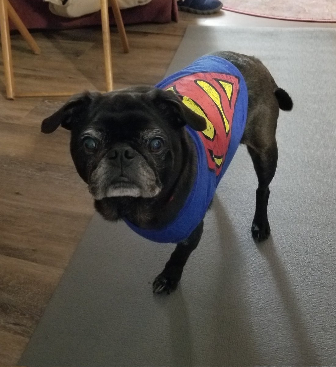 #SupermanDay #Superman #puglife #tripawd #dogsoftwitter #pugsoftwitter