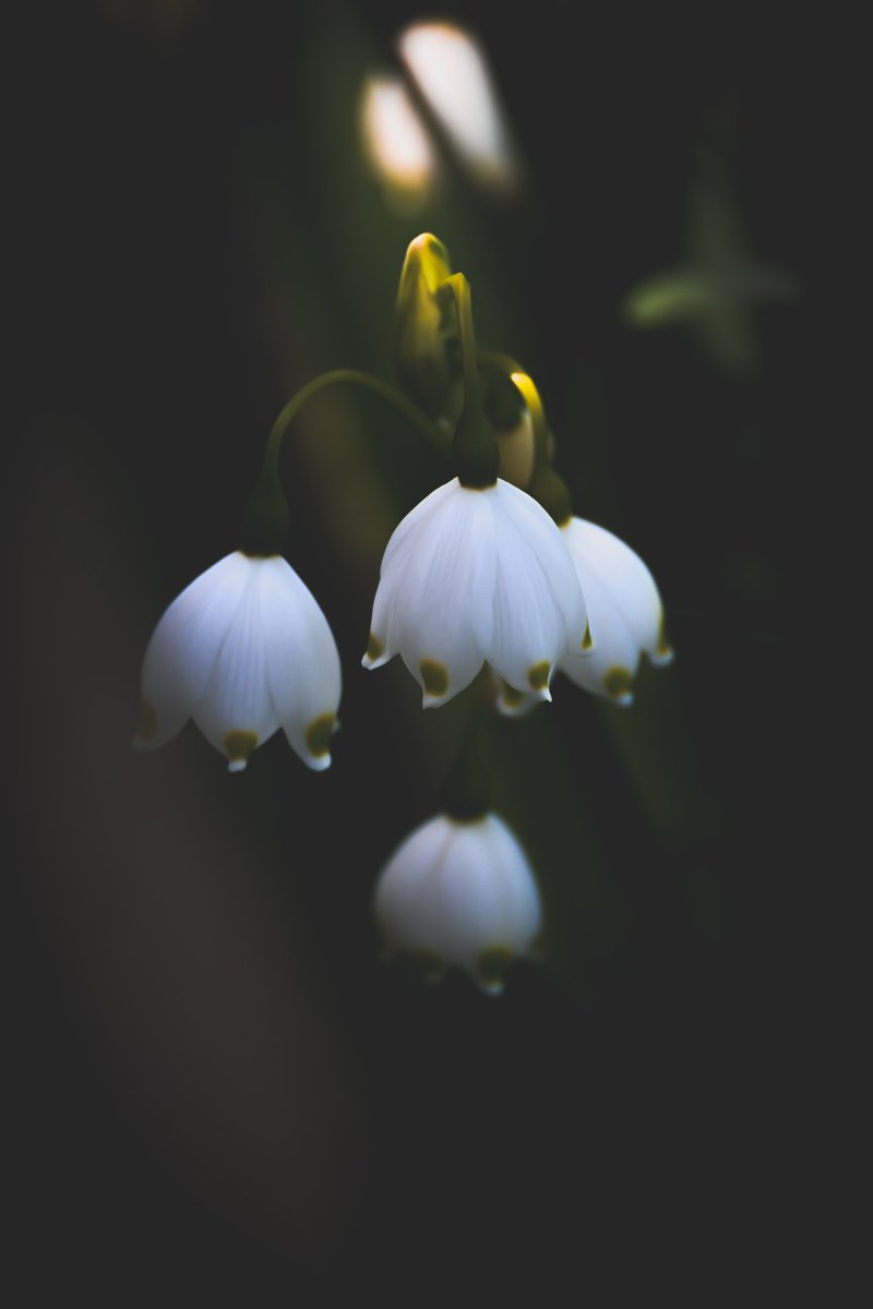 「謙虚」
 #nikon 
 #Nikonz50 
 #flowerphotography 
 #lightroom