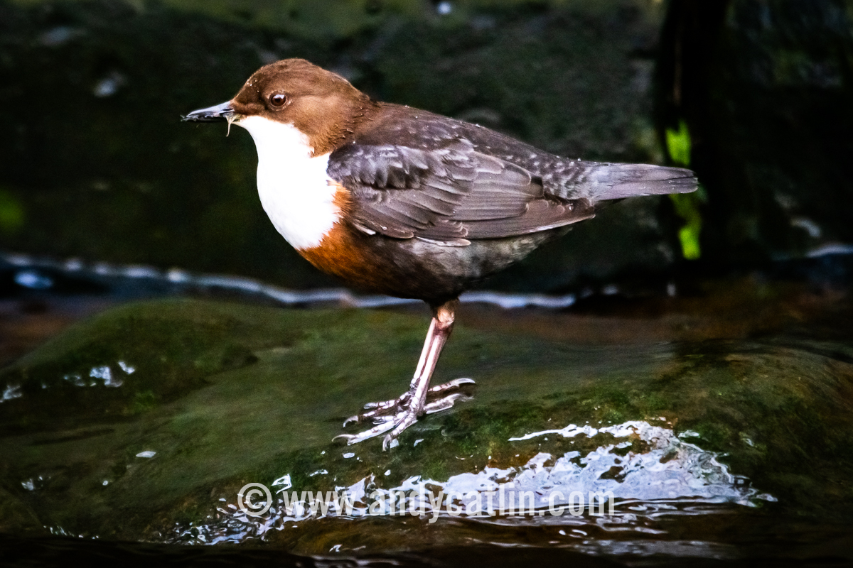 Everyone's favourite bird-impersonating-a-Christmas-pudding, the European Dipper, was on fine form on @WOLCT Water of Leith today with plenty of flutterin' of its white eyelids ❤️