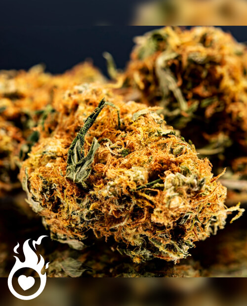 🗺️Univers du cannabis THC-PO : ultra-puissants, 100 % légales⚖️

Notre collection : fleurs, résine, trim, Moonrock, pré-rolls, ...🌺 
Envie d'un trip qui décoiffe? Vous avez frappé à la bonne porte 🚪 

🛒 heartjacking.com/fr/290-THC-PO 

#Serenite #Plante #cannabis #weed #Zenitude