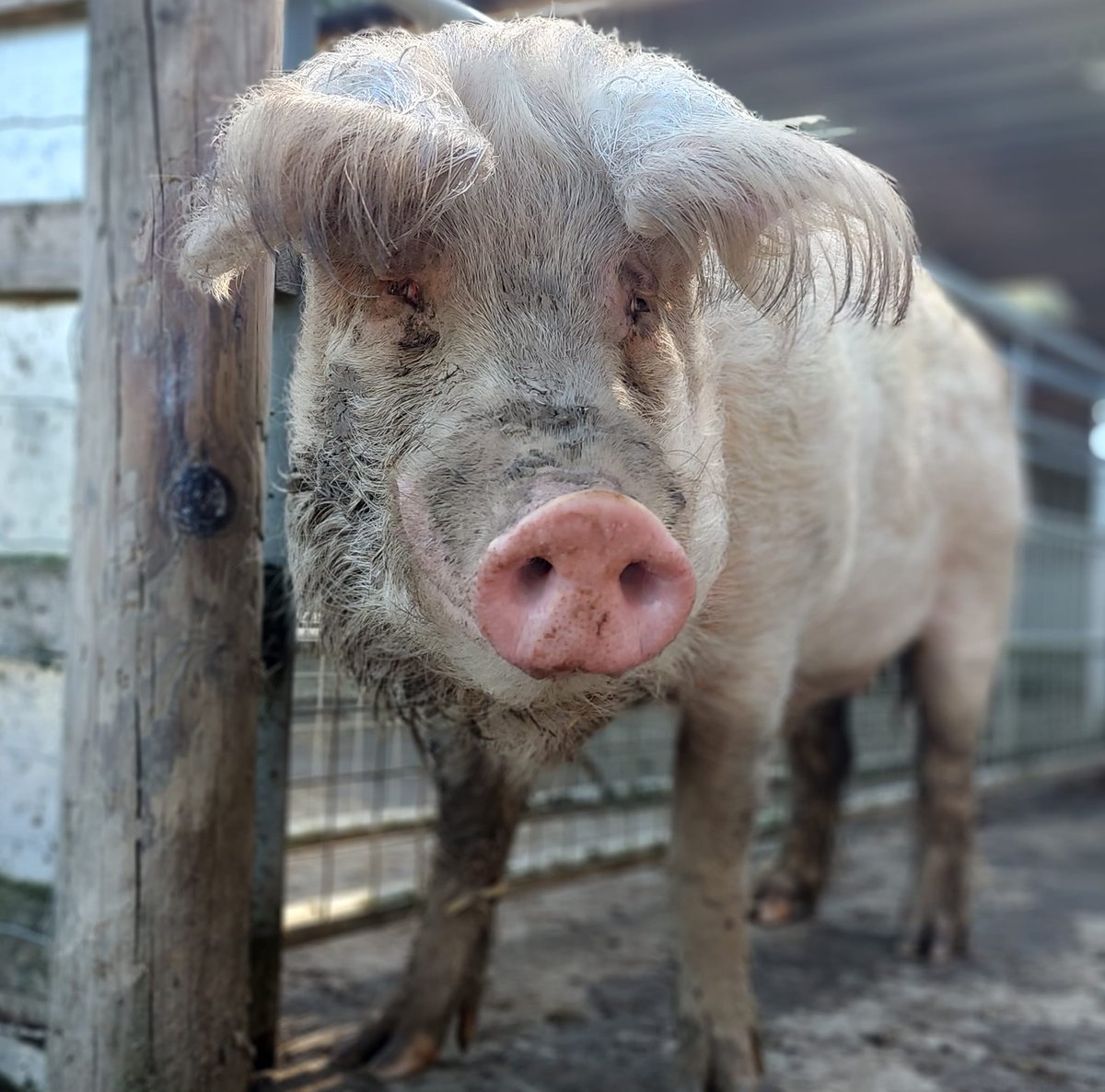Pigoneer Pig Of The Day Brian! WARNING... Extreme Handsomeness alert. They don't come much more handsome than Brian with the big fluffy ears and big pink snout🐽 In between swooning, join the Pigoneers, help support him for as little as £2.50 a month⬇️ globalvegancrowdfunder.org/pigoneer-2000-…