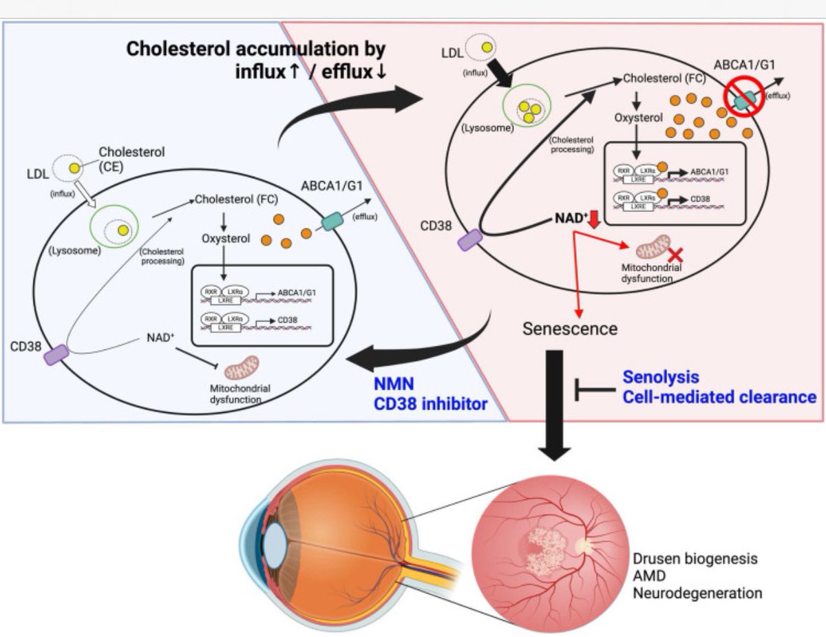 davidasinclair's tweet photo. Destruction of NAD+ by CD38 causes cholesterol buildup in the retinas of mice. So…
1. Killing zombie cells or 
2. Boosting NAD with precursors such as NMN or
3. Blocking CD38 with apigenin…may help slow macular degeneration 👏 Congrats Raj! https://t.co/2SlMxnC2uA https://t.co/R8SRpCg0Vv
