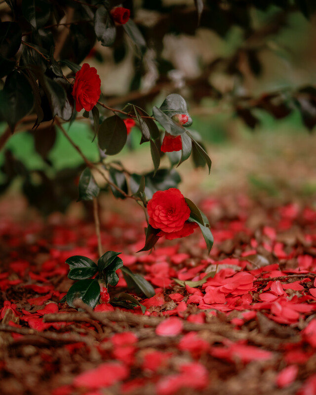 Spotlight 🔦 on the breath-taking Japanese Camellias from our recent Help Nature Thrive Roadshow. 🍀 A fabulous activity for families and all you budding garden enthusiasts! 🌺 Discover more here: bit.ly/3W02su0 📸: Chris Donnovan