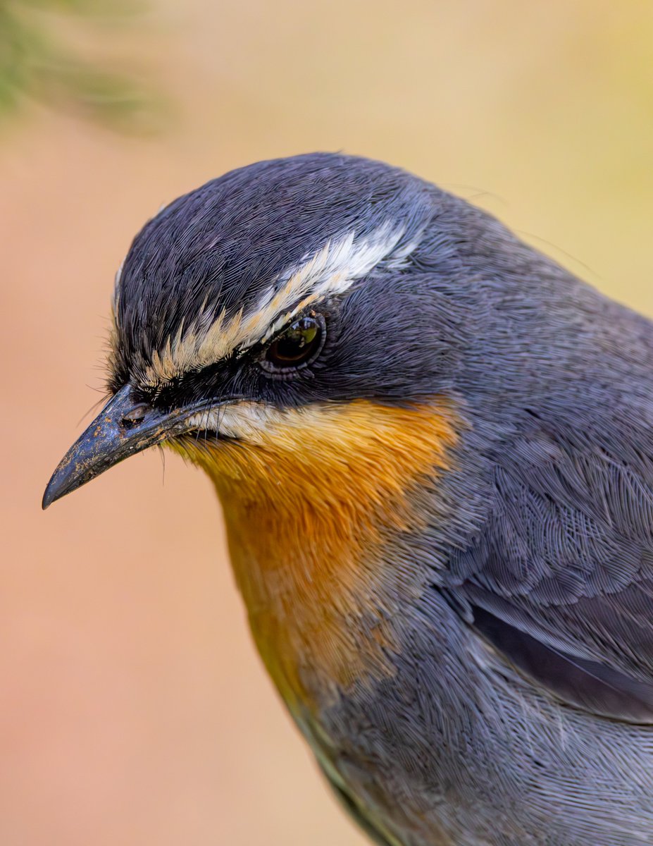 Cape robin-chat #nature #wildlife #birds #BirdPhotography #NaturePhotography #WildlifeFacts #BirdsSeenIn2024 #BirdsOfTwitter #TwitterNaturePhotography #africanwildlifephotography #wildlifephotography #birdwatching