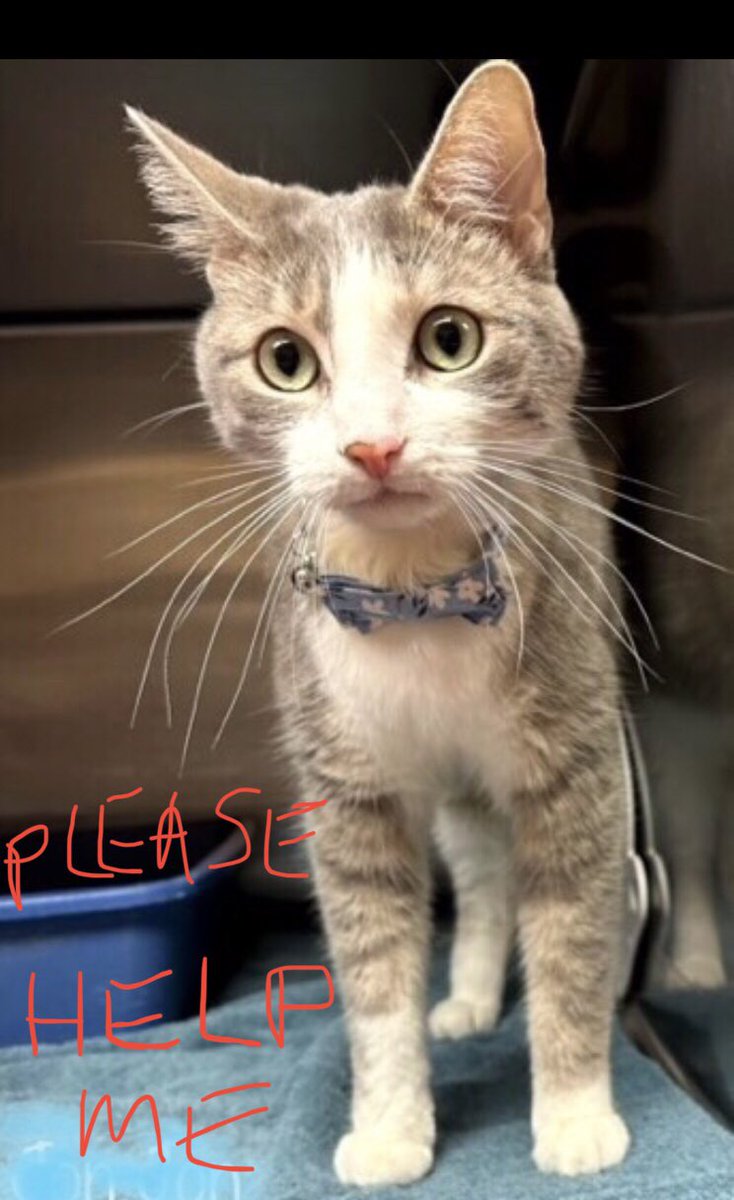 🆘CODE RED: CRITICAL🆘 Callously dumped by his ‘forever person’, super sweet, very sad JON JON (just 4yrs old) needs #IMMEDIATE #RESCUE‼️ PLEASE #RT #PLEDGE #FOSTER #ADOPT - ALL you can do to #HELP✔️ #cats #rescue @cobbkitties #MARIETTA #GA #SharingSavesLives RT@FrederickTripp8