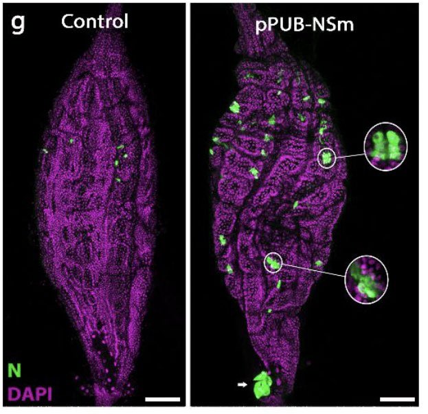 Emilie Pondeville (@emipondeville) on Twitter photo Proud of <a href="/SelimTerhzaz/">Selim_Terhzaz</a>’ work showing the crucial role of NSm in cell-to-cell spread of bunyaviruses in 🦟 <a href="/CVRinfo/">MRC-Uni of Glasgow Centre for Virus Research</a> <a href="/UofGSii/">UofG Sii</a>
Worth checking for the beautiful images in addition to the nice science behind! Proud of <a href="/SelimTerhzaz/">Selim_Terhzaz</a>’ work showing the crucial role of NSm in cell-to-cell spread of bunyaviruses in 🦟 <a href="/CVRinfo/">MRC-Uni of Glasgow Centre for Virus Research</a> <a href="/UofGSii/">UofG Sii</a>
Worth checking for the beautiful images in addition to the nice science behind!