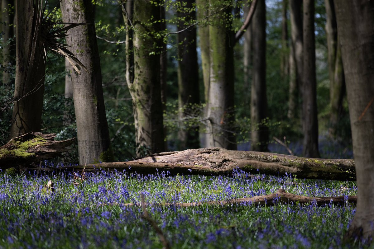 tony_kershaw's tweet photo. Deer amongst bluebells near Winchester. #bluebells #deer #wildlife #ukbluebells #nikon #swns #nikonz9 #wildlifephotography #nikon400mm #winchester #photography #hampshire https://t.co/OOBukqNoDV