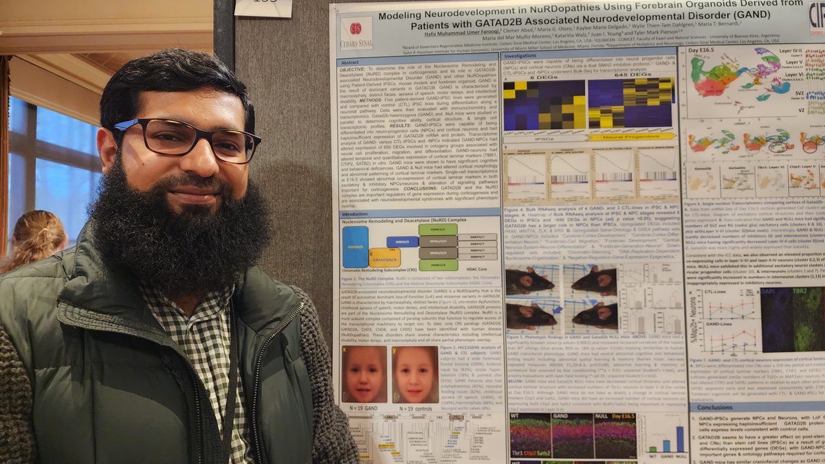 RMI On The Road: @drhmuf from the Pierson Lab presented his work using forebrain organoids to study @GATAD2B-associated neurodevelopmental disorder (GAND) at the @ISSCR and @CuSTOMOrganoids symposium on Stem Cells in Human Development and Disease in Cincinnati last week.