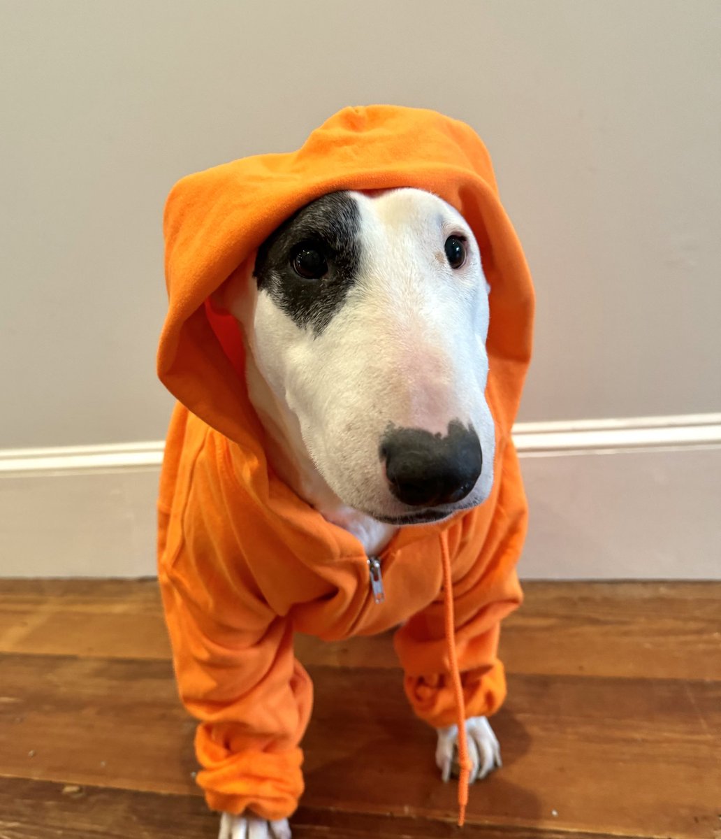 Hillshills's tweet image. ARE YOU READY TO GET BONED??? 🦴🦴🦴🦴