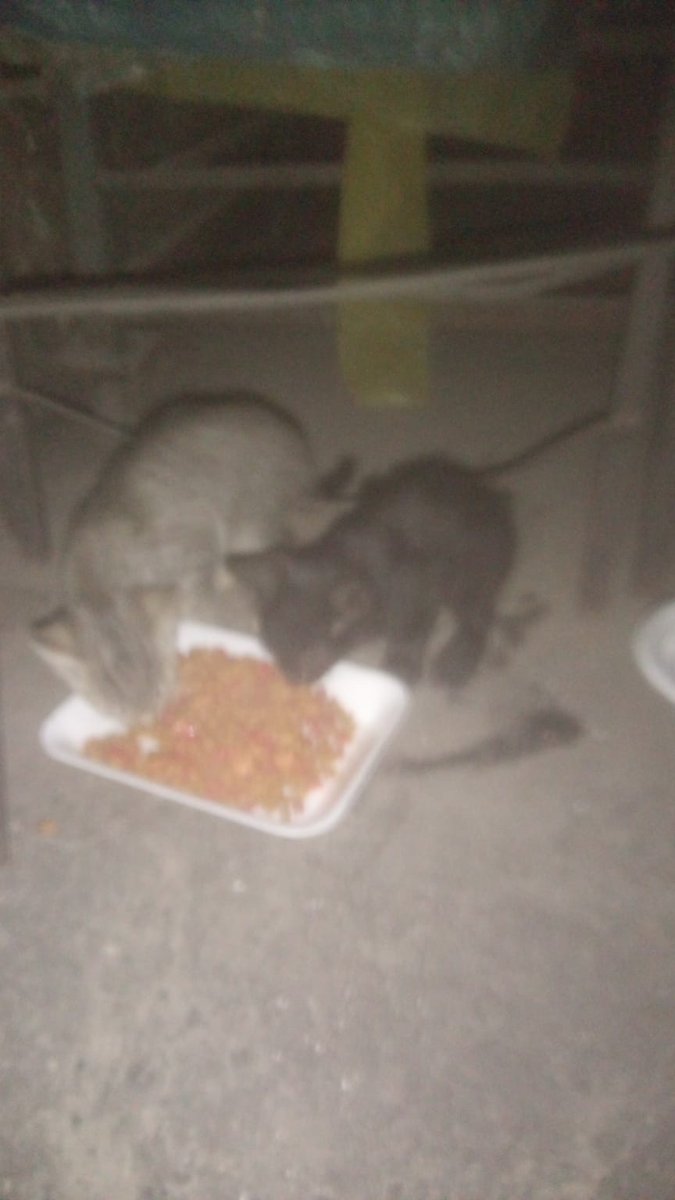 GoodFortunResSV's tweet photo. Caso 726
Ayer a eso de las 8..9 pm los lleharon a dejar al pasaje...
Mas abandonos 😔 por eso no salimos de la miseria! Por q como sociedad somos lo peor! 
Estan en Cuscatancingo.
Alguien que brinde hogar amoroso para estos hermosos michis?
Escriba al 76299483 https://t.co/Cm9Q0ugMBY