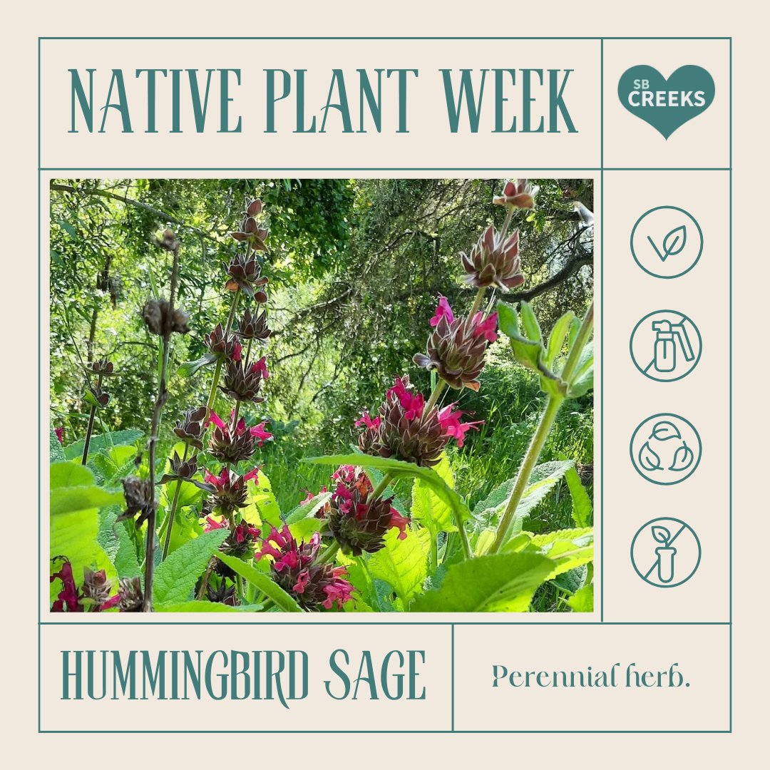 SBCreeks's tweet photo. Hummingbird Sage (Salvia spathacea) is a magnet for pollinators such as bees, butterflies, and hummingbirds. 
It can be spotted along Mission Creek at Oak Park near Tallant Road, at the Arroyo Burro Open Space, and Arroyo Burro at Hidden Valley Park. #CANativePlantWeek #SBCreeks https://t.co/jFJ5Z7oAt6