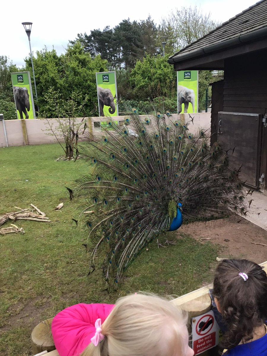 We then went to explore @BlackpoolZoo, first we saw the camels and peacocks who showed off their beautiful feathers for us! 🐫🦚 @Cornerstonesedu #AnimalSafari #EYFS @CanonSharples @LT_Trust