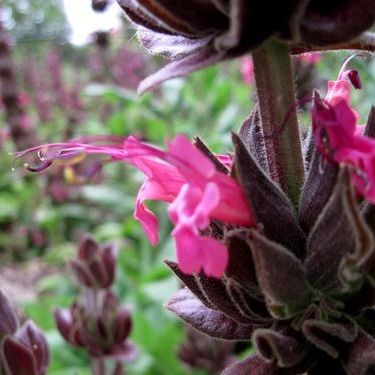 SBCreeks's tweet photo. Hummingbird Sage (Salvia spathacea) is a magnet for pollinators such as bees, butterflies, and hummingbirds. 
It can be spotted along Mission Creek at Oak Park near Tallant Road, at the Arroyo Burro Open Space, and Arroyo Burro at Hidden Valley Park. #CANativePlantWeek #SBCreeks https://t.co/jFJ5Z7oAt6