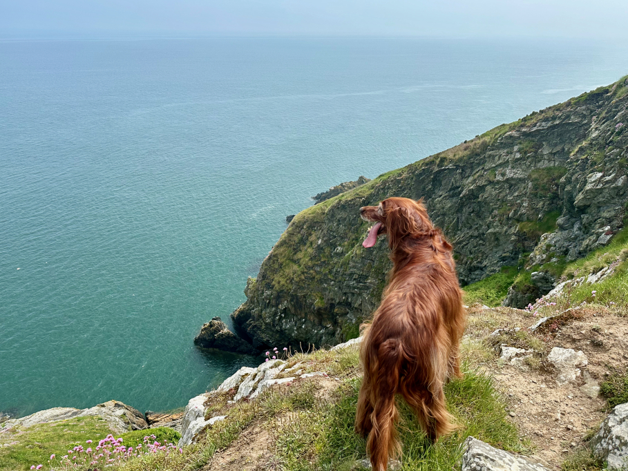 Afternoons in Howth ⚓ Enjoy local company in a picture perfect setting! From hidden gems to entertaining stories, it is an activity you won't forget 💙 Discover more at dodublin.ie/howth-hike #howth #visitdublin