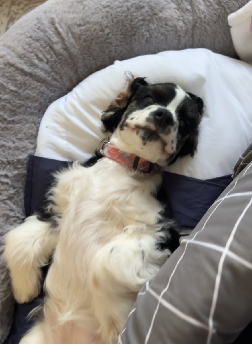 Lazy hazy Thursday #PuppyoftheDay #PuppyLove #doglove #cockerspaniel