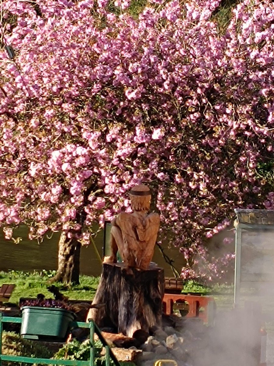 SocialMediaDpt's tweet photo. @TheHardShoulder cherry blossom in full bloom outside mullichain cafe in st Mullins Carlow @MullinsVisit https://t.co/CBwA2ZYRGi