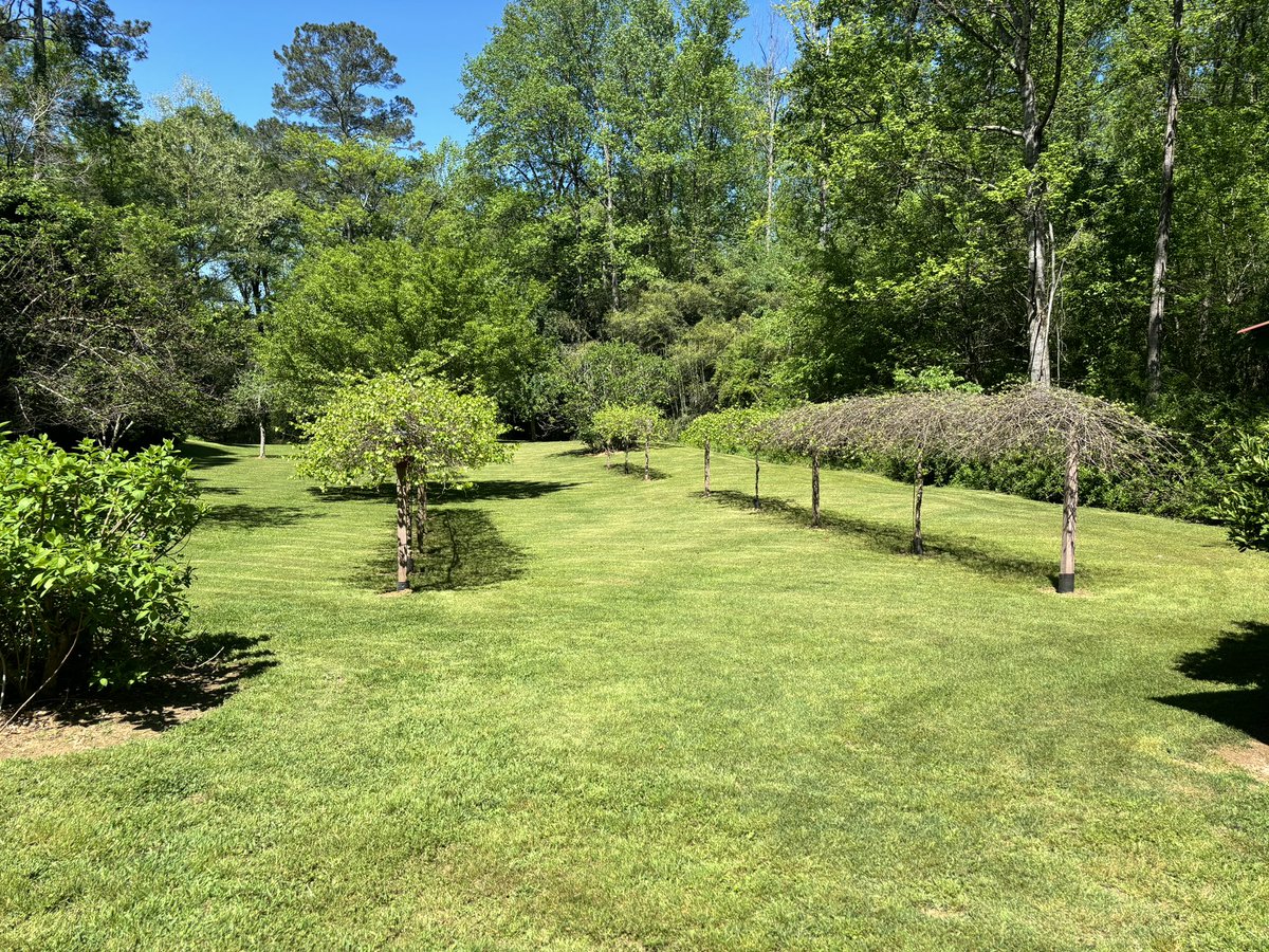 jceasley1's tweet photo. #Muscadines &amp; #Scuppernongs are getting leafy! Can’t wait for the harvest. #Backyard https://t.co/glL8IsCqf0
