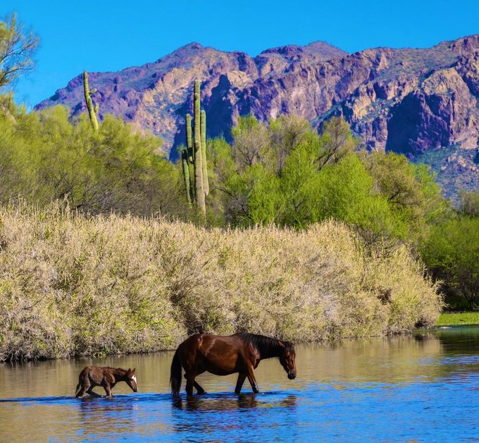 repost @gary_hensel

#SaltRiver #Arizona #TontoNationalForest #WildHorses 🐴#SpringNewBorn