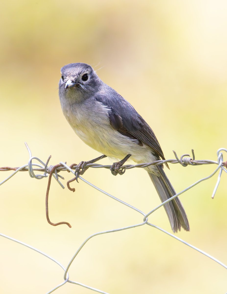 White-eyed Slaty-Flycatcher #nature #wildlife #birds #BirdPhotography #NaturePhotography #WildlifeFacts #BirdsSeenIn2024 #BirdsOfTwitter #TwitterNaturePhotography #africanwildlifephotography #wildlifephotography #birdwatching