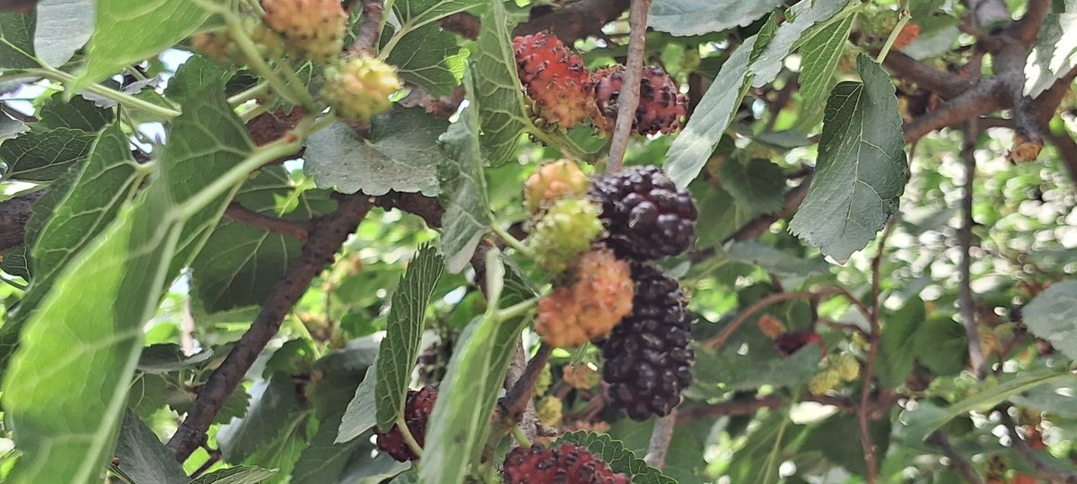 0_x___n's tweet photo. Blueberry 🍇 https://t.co/N2wJrFSFaM