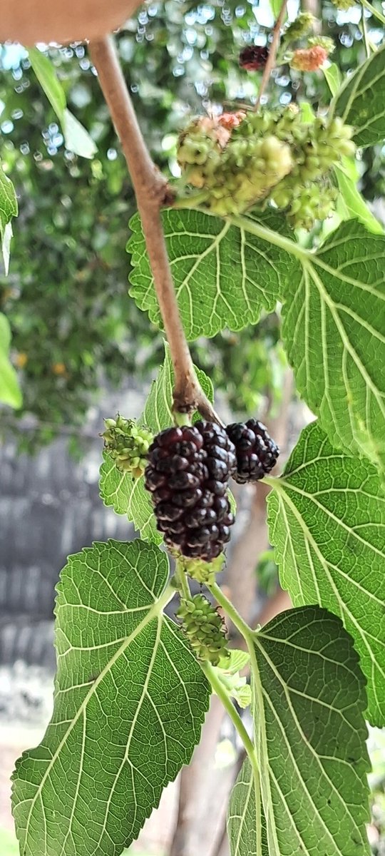 0_x___n's tweet photo. Blueberry 🍇 https://t.co/N2wJrFSFaM