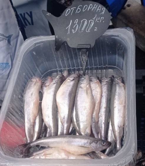 Эта цена просто сумасшедшая! Где Бог, чтобы умножить рыбу?!?!! 😭