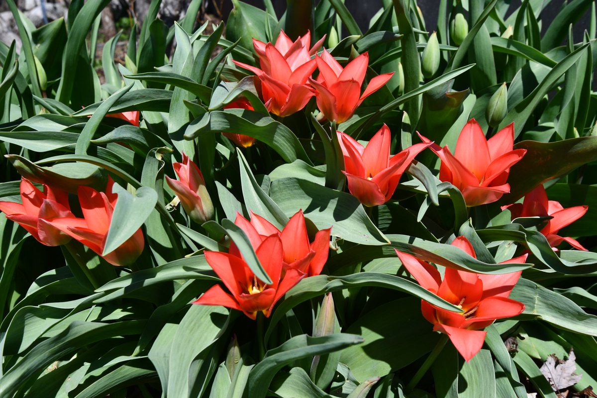 Some early blooms are bringing a flash of colour to the #queensu campus. With the arrival of warmer weather and sunny days these perennials – daffodils, forsythia, and tulips – are the first plants to bloom each year. Thanks to the @FacilitiesQU teams for tending our many cheery…