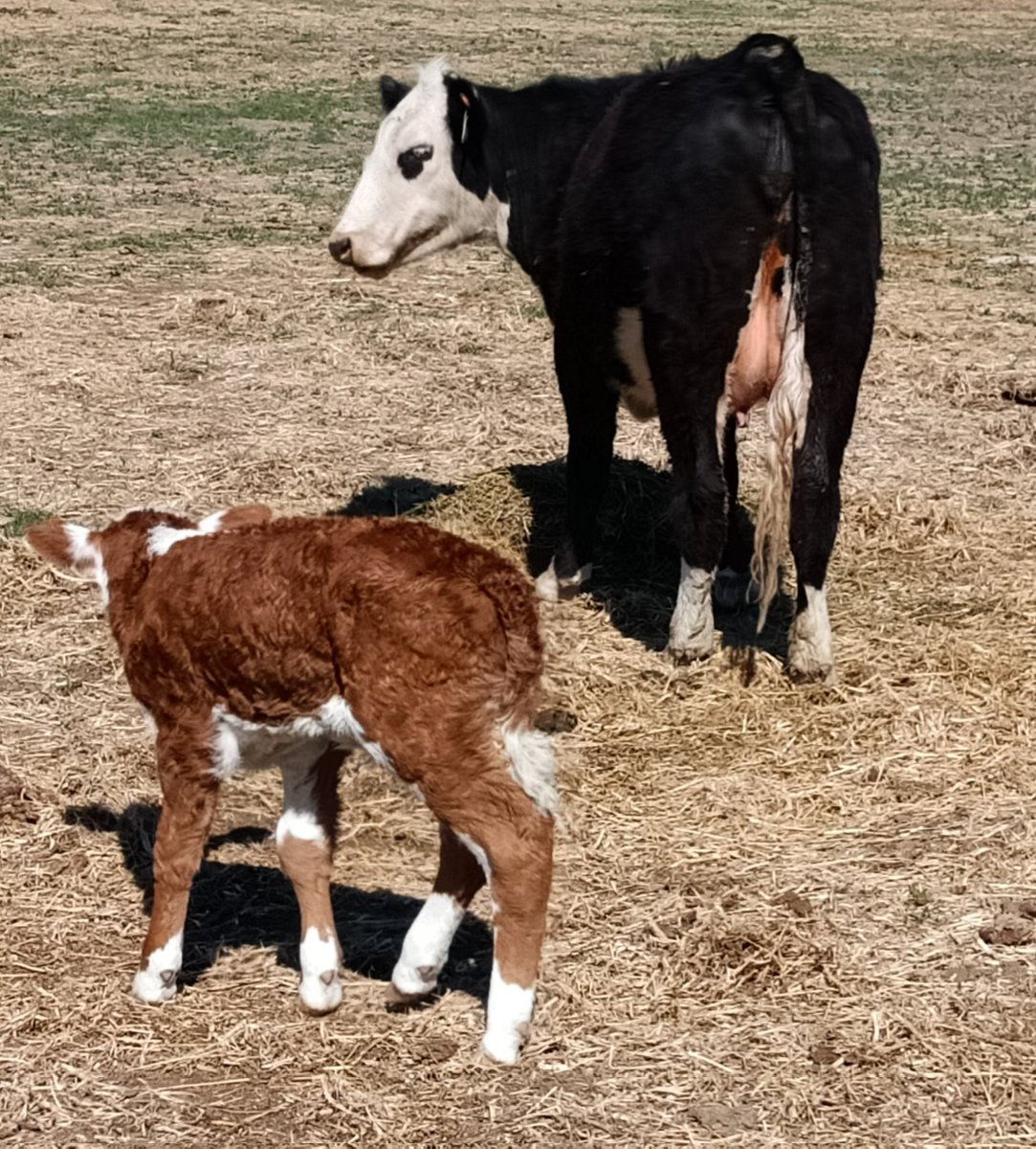 #BlameItOnTheHereford #BaldyPorn

He may be a true featherneck but he is one leggy sumbitch born to a first calf heifer with a ton of milk