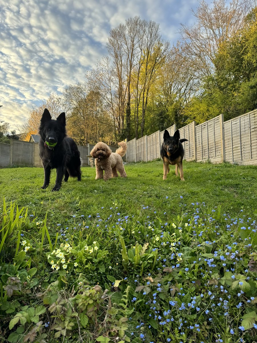 We have enjoyed playing in the garden all evening ☺️💙🐾