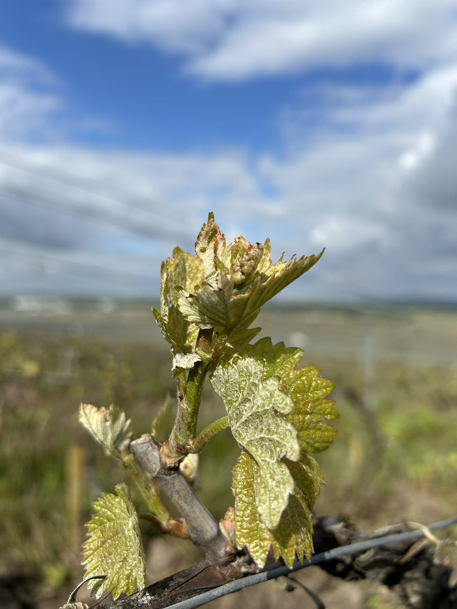 LouisRoederer_'s tweet photo. Spring is in the air! #InPursuitofTaste -JBL https://t.co/uLTv4Och9G