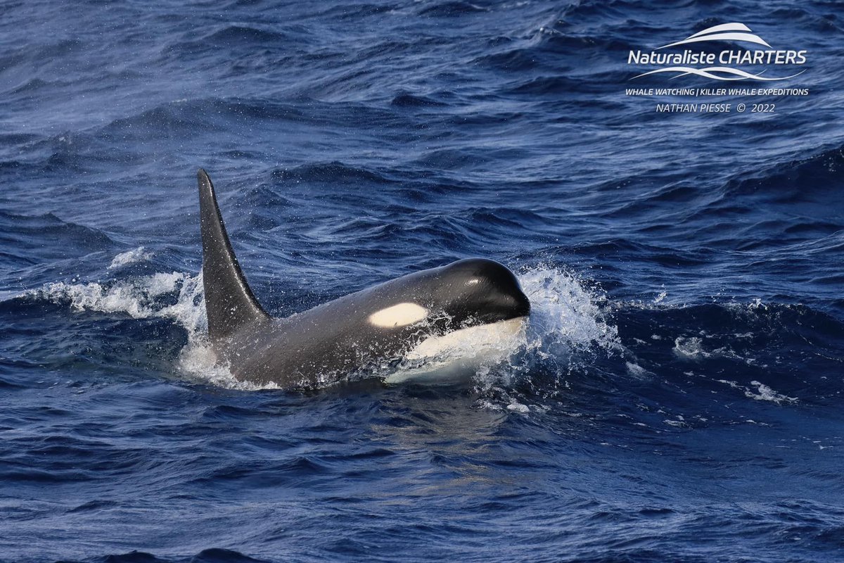 The Real Tourists. Read the full story here: buff.ly/3nng6ET
Photo by Naturaliste Charters⁠
This is an encounter from 2022.
#WhaleTales