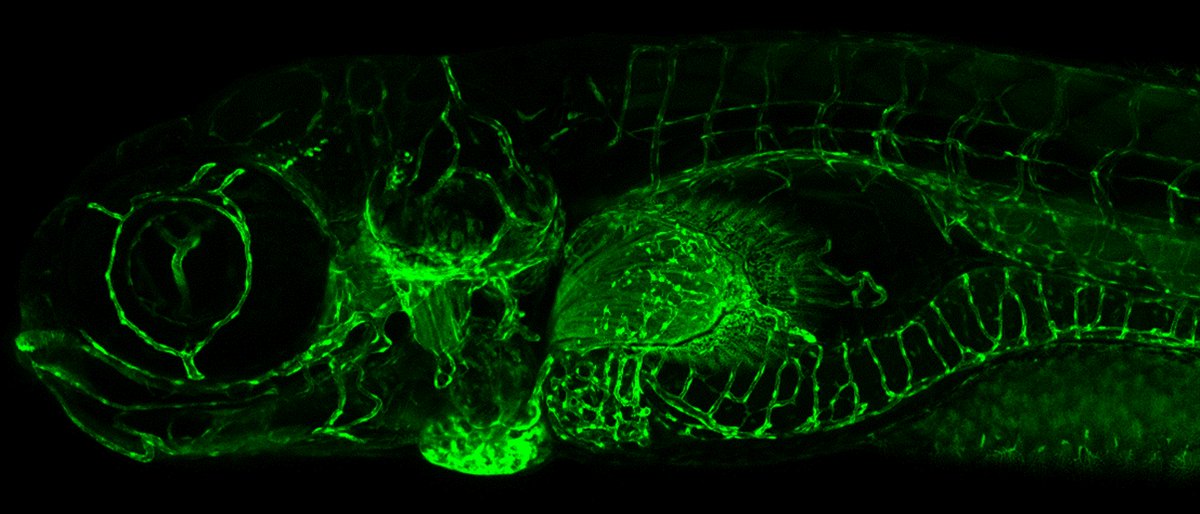 #Zebrafishjobs: 
we have another technician opening in our lab @CUAnschutz! 🌄
Come work with us on all sorts of mesodermal development & disease using #zebrafish. Retweets appreciated! Job ad:
cu.taleo.net/careersection/…🧬🐟🐽
#AcademicJobs #transgenics #imaging #devbio #evodevo