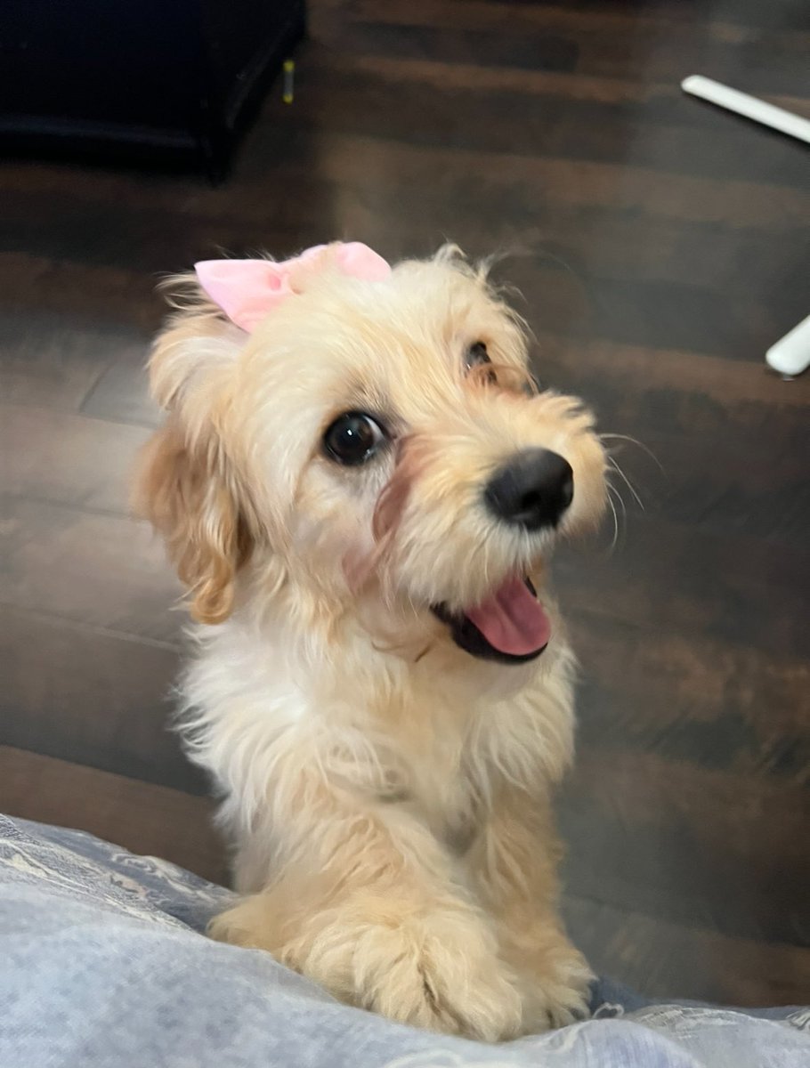 cccrystall's tweet photo. @taylornation13 my dogs face knowing we get #TTPD TONIGHT!!!!!!!!😭😭😭❤️❤️❤️ https://t.co/WDEf7zg5rD