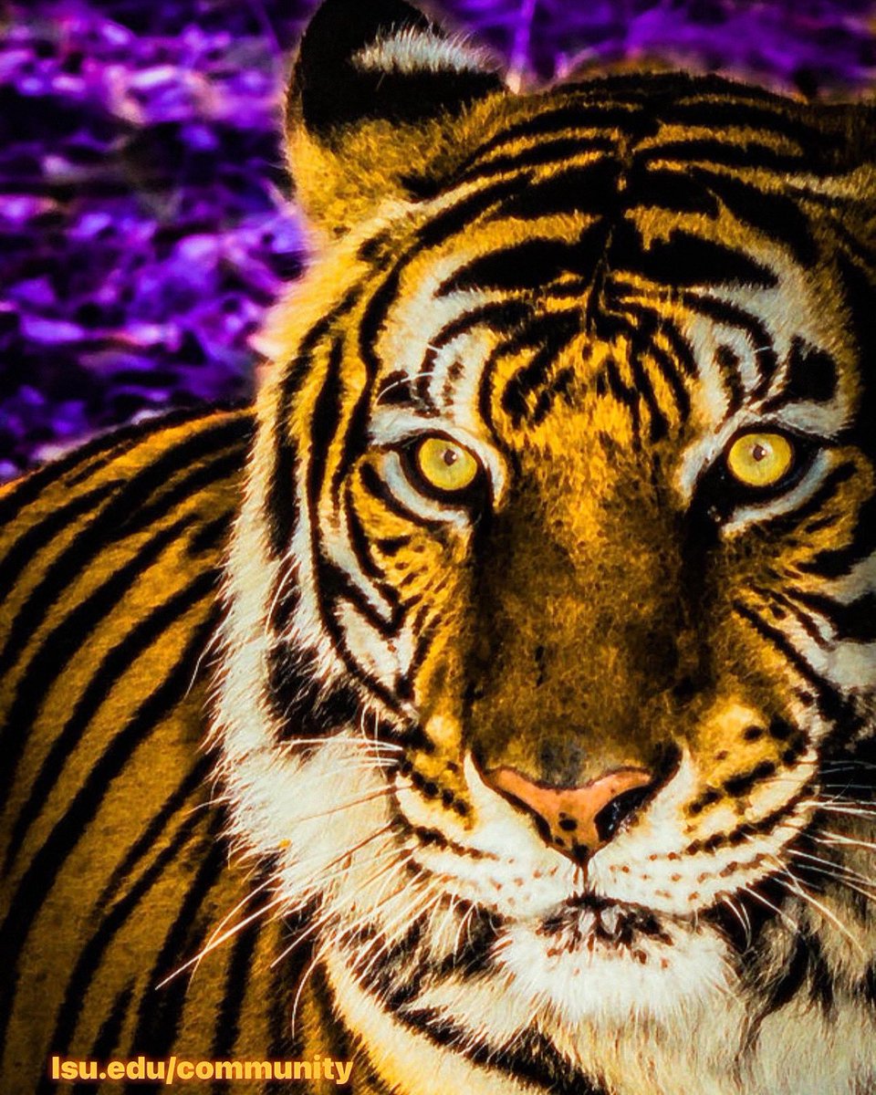 CommunityLSU tweet picture