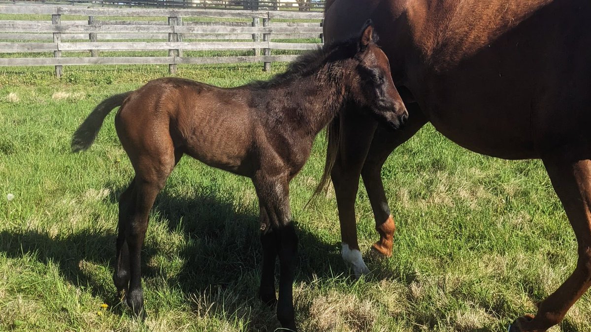 Welcome to the world
Essential quality-Rayya