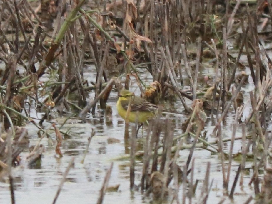ChrisRuisB's tweet photo. The sight and sounds of this yellow wagtail brightened up a walk east of Stapleford this evening. Pair of mandarin and 5 swallow also around @CambsBirdClub https://t.co/zxaFIefggR