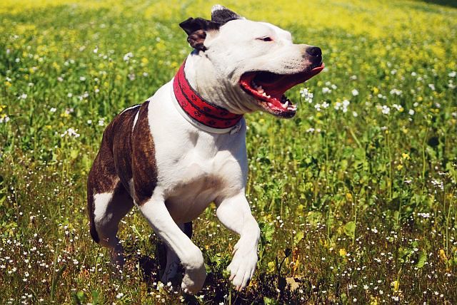 DrWittScience's tweet photo. Having you in my life was the best adventure. Thank you my friend❤️

Now go, go run free... https://t.co/KDfihL6DXD