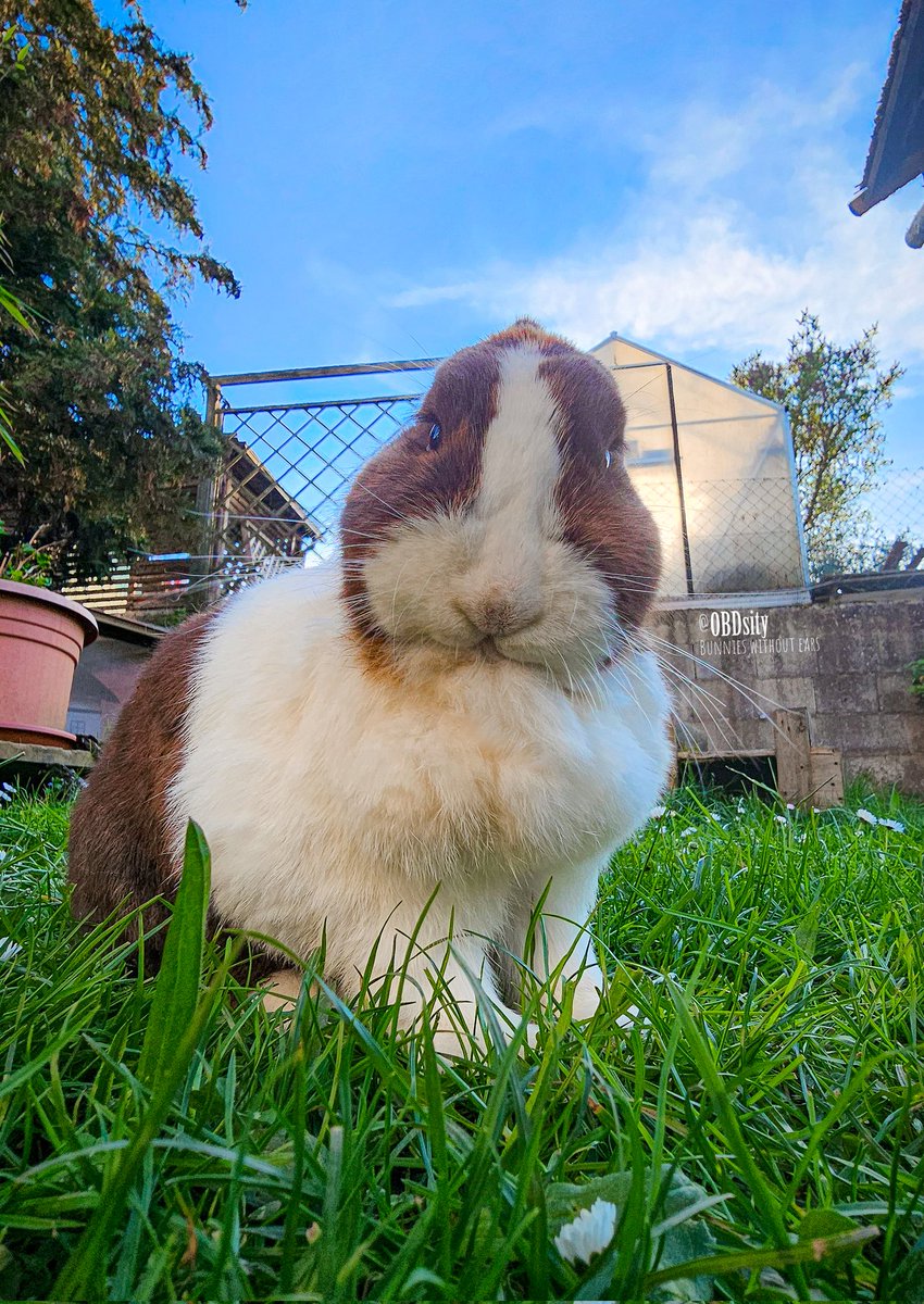 obdsity's tweet photo. Fini: Has anyone seen my ears? π³π³π³
#EarTheftThursday #StopTheEarThief #EarThief https://t.co/SBU4psDg12