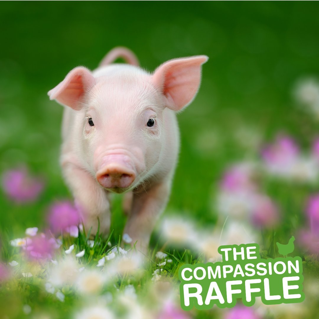 Play our Raffle to win £2,000 and help give farmed animals a better life.

Play here: bit.ly/4cDMVpz
