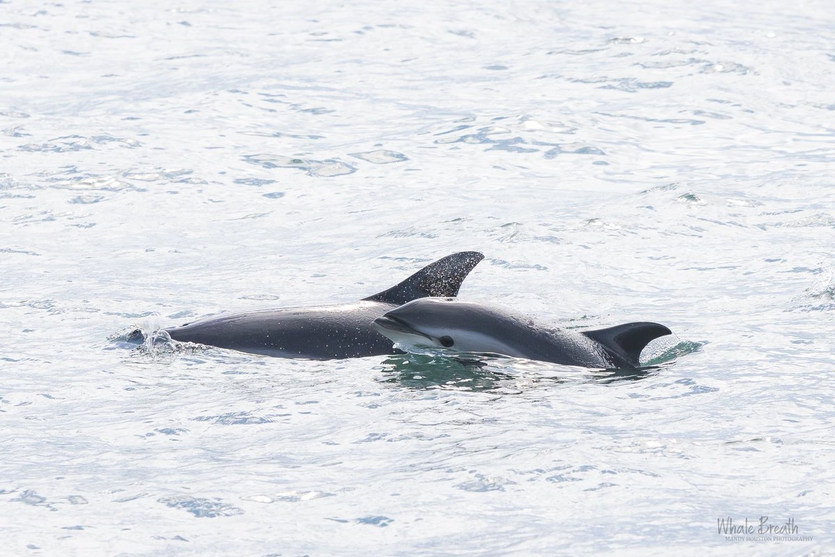 A Fantastic Start to the 2021 Season. Read the full story here: buff.ly/3vg0zcg
Photo by Mandy
This is an encounter from 2021
#WhaleTales