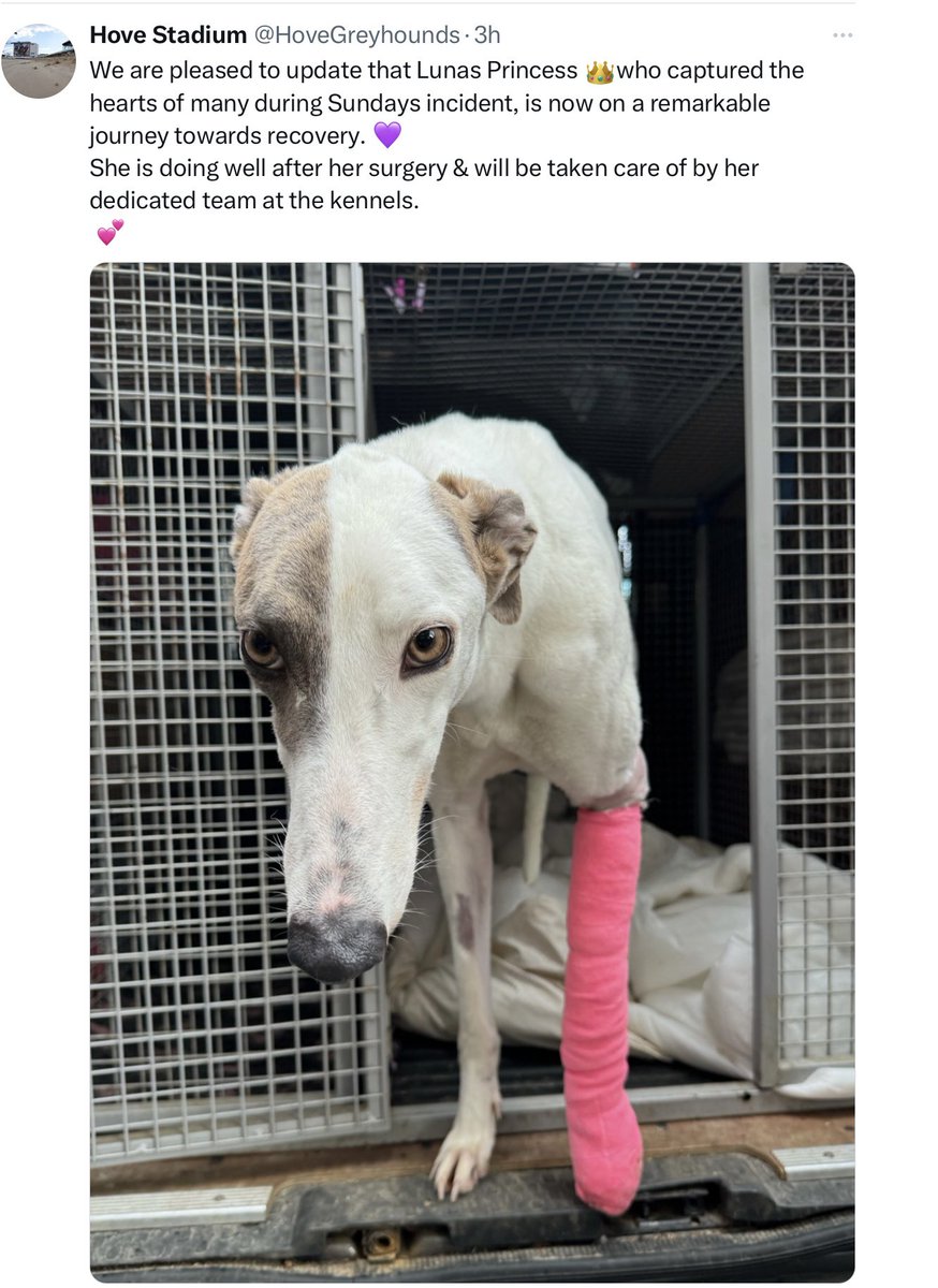 What was the incident on a Family *FUN* Day on Sunday 14/4 at #Brighton & #Hove that broke Lunas Princess’s leg @GreyhoundBoard and what horror did the children witness? All trace of the voided 15.07 race removed. #AnimalWelfare #BanGreyhoundRacing #AnimalCruelty #Gambling