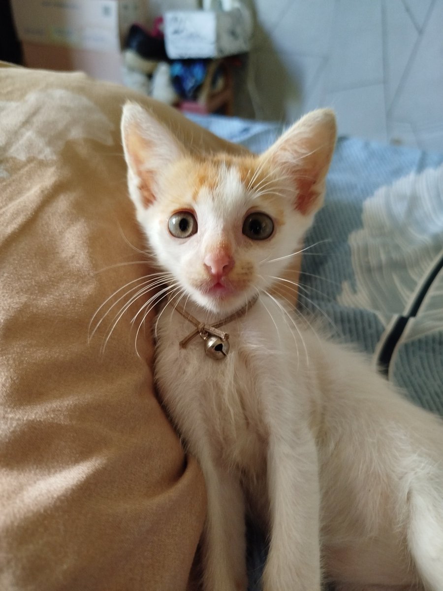 nepttunw's tweet photo. pas kalem beberapa detik sajahhh 😽 https://t.co/J1MKv46pY2